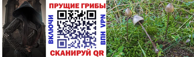 хочу   Сальск  Галлюциногенные грибы мицелий 